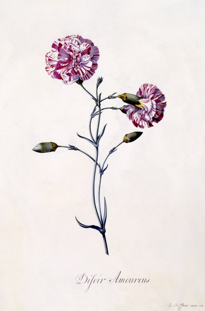 ディフォルムアモーリウス、カーネーション、1745年頃（手描きの彫刻） 作： ゲオルグ・ディオニシウス・エーレット
